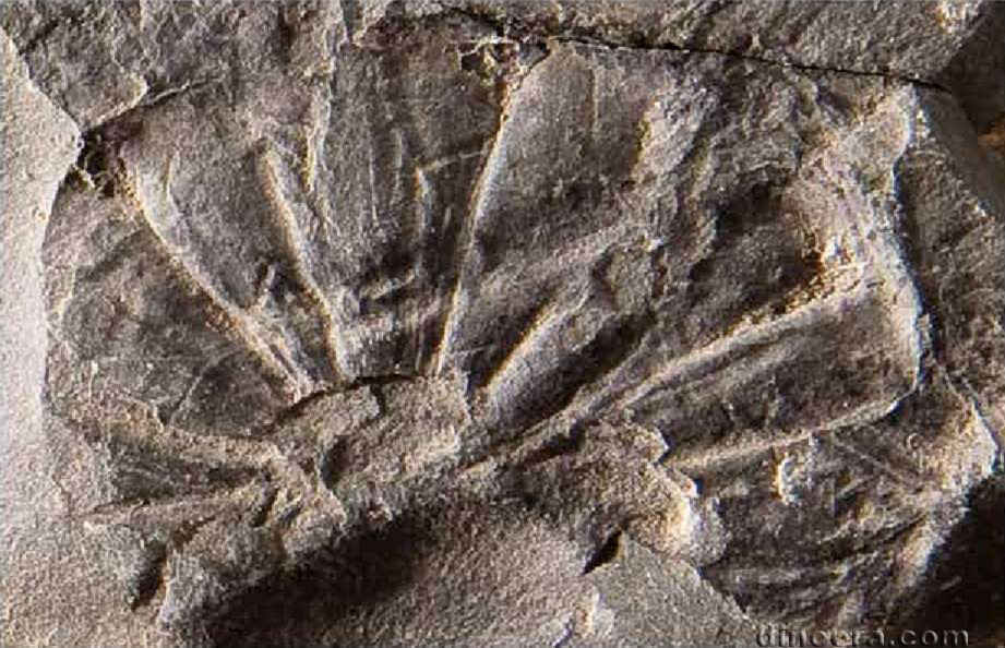 Tomiostrobus migayi 05 cc