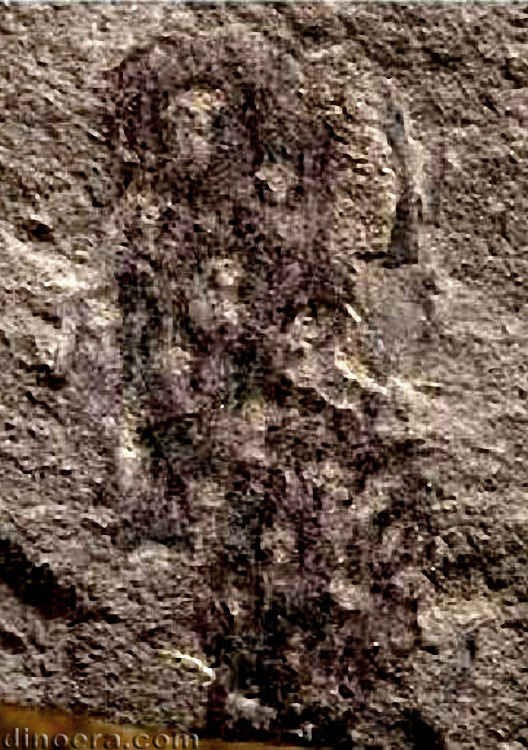 Tomiostrobus migayi 06 cc