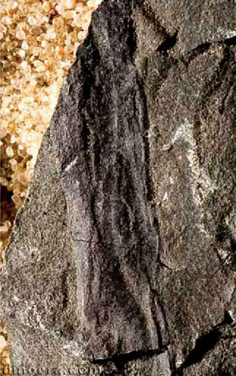 Tomiostrobus migayi 07 cc