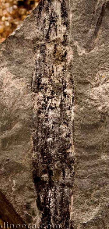 Tomiostrobus migayi 08 cc