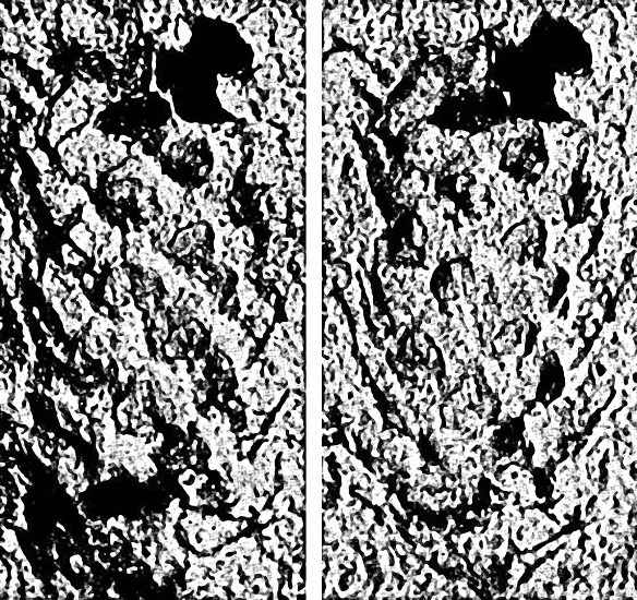 Tomiostrobus polaris 02-03 cc