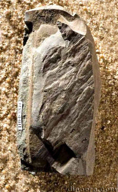 Tomiostrobus taimyrica 04 cc