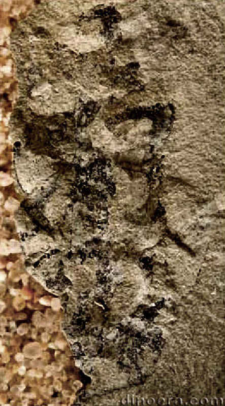 Tomiostrobus taimyrica 05 cc