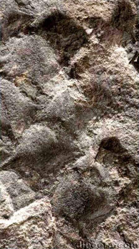 Tomiostrobus taimyrica 07 cc