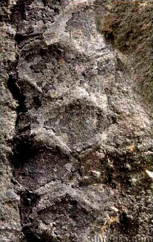 Tomiostrobus taimyrica 08 cc