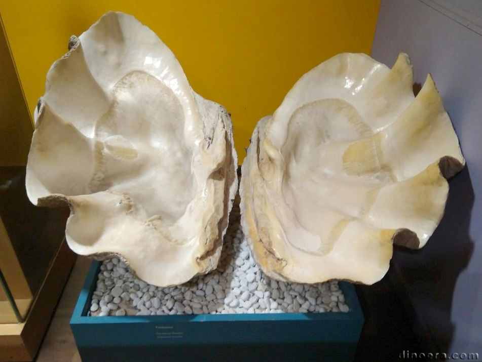 Tridacna