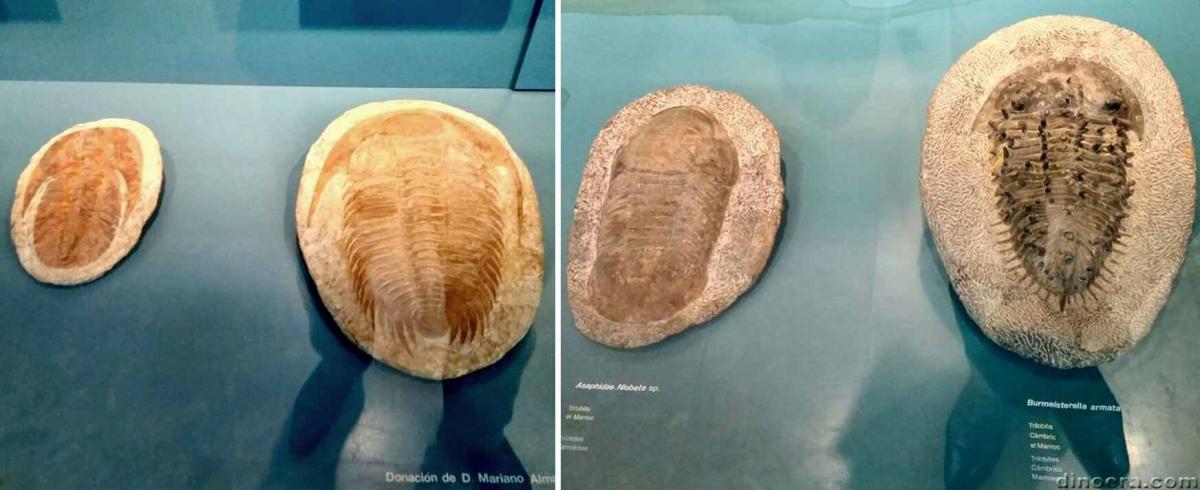 Trilobite