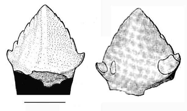 Trimucrodon cuneatus 01 cc