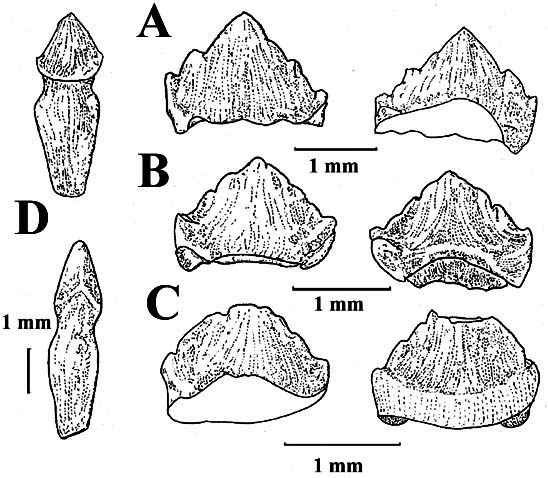 Trimucrodon cuneatus 02 cc