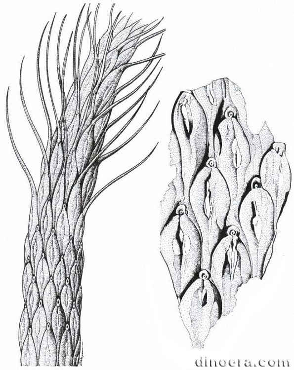 Ufadendron ufaensis 01 cc