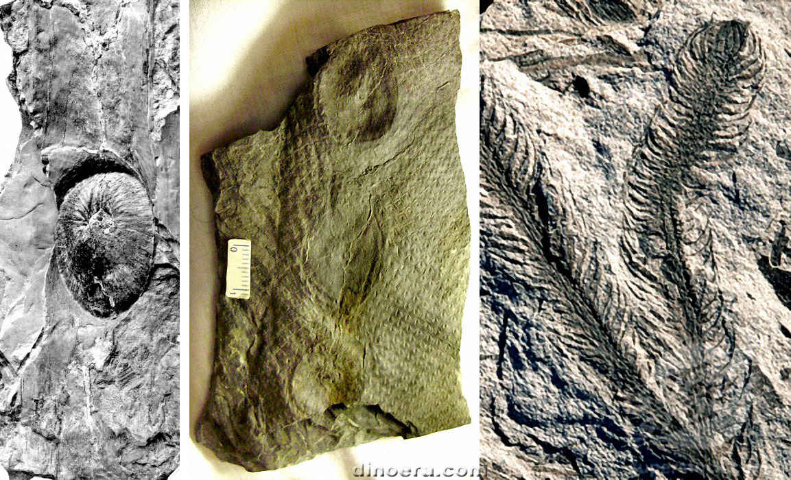 Ulodendron 02-03-04 cc