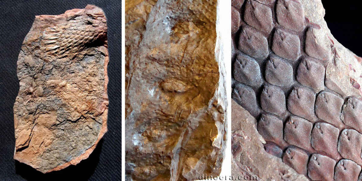 Ulodendron 07-09-10 cc