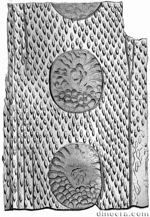 Ulodendron commutatum 01 cc