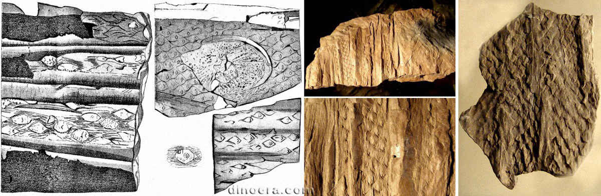 Ulodendron ellipticum 01-02-03-04-05 cc