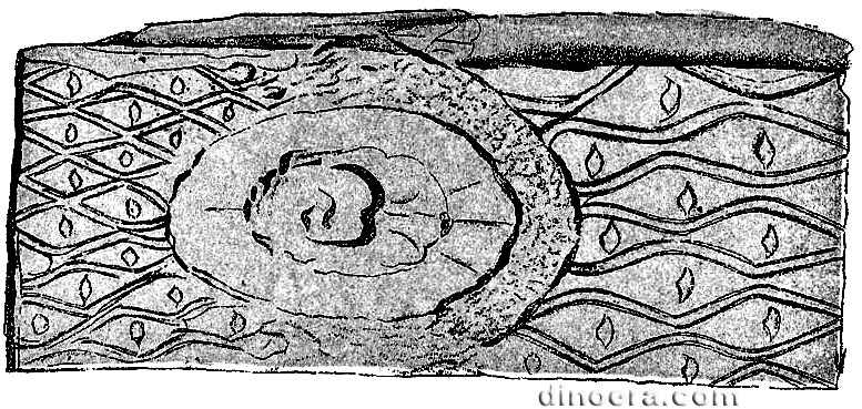 Ulodendron elongatum 01 cc