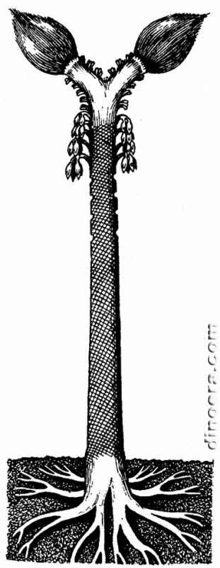 Ulodendron majus 01 cc