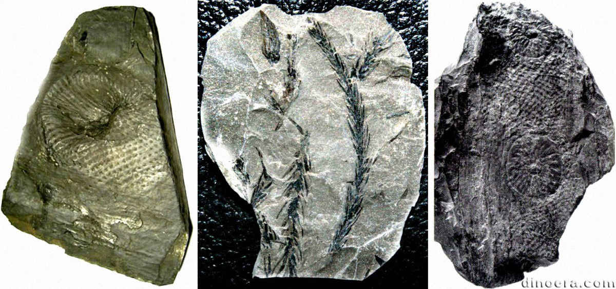 Ulodendron majus 02-07-12 cc