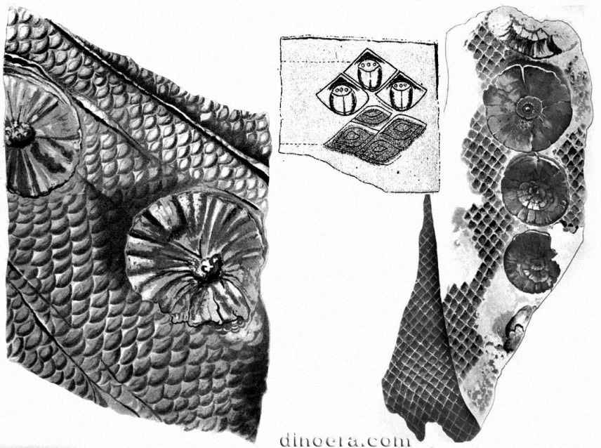 Ulodendron majus 04-05-08 cc