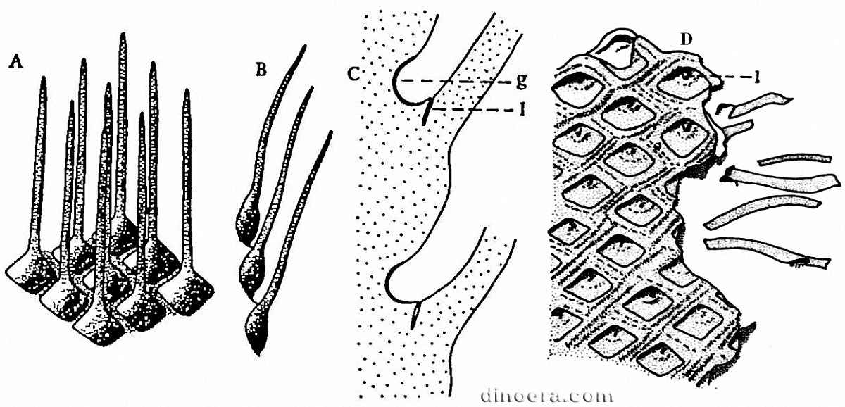 Ulodendron majus 11 cc