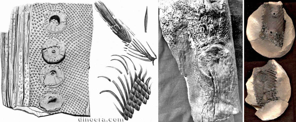Ulodendron minor (minus) 01-02-03-04-05 cc