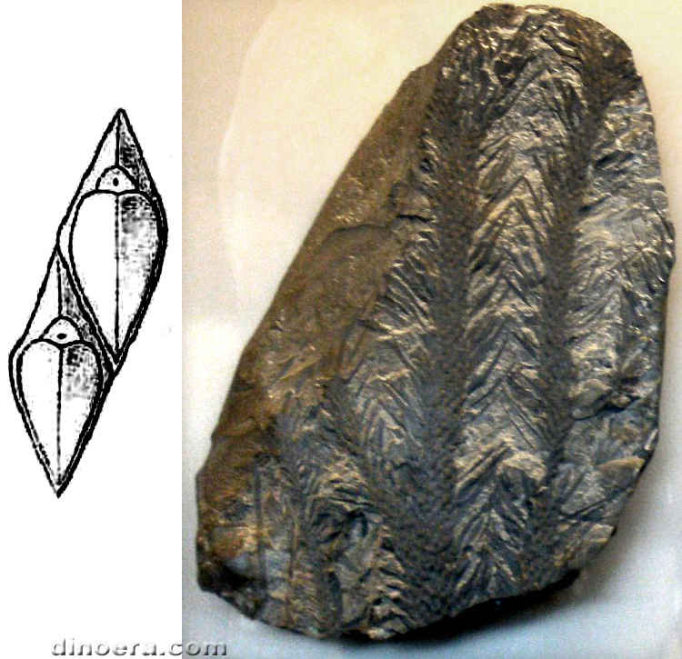 Ulodendron ophiurus 01-02 cc