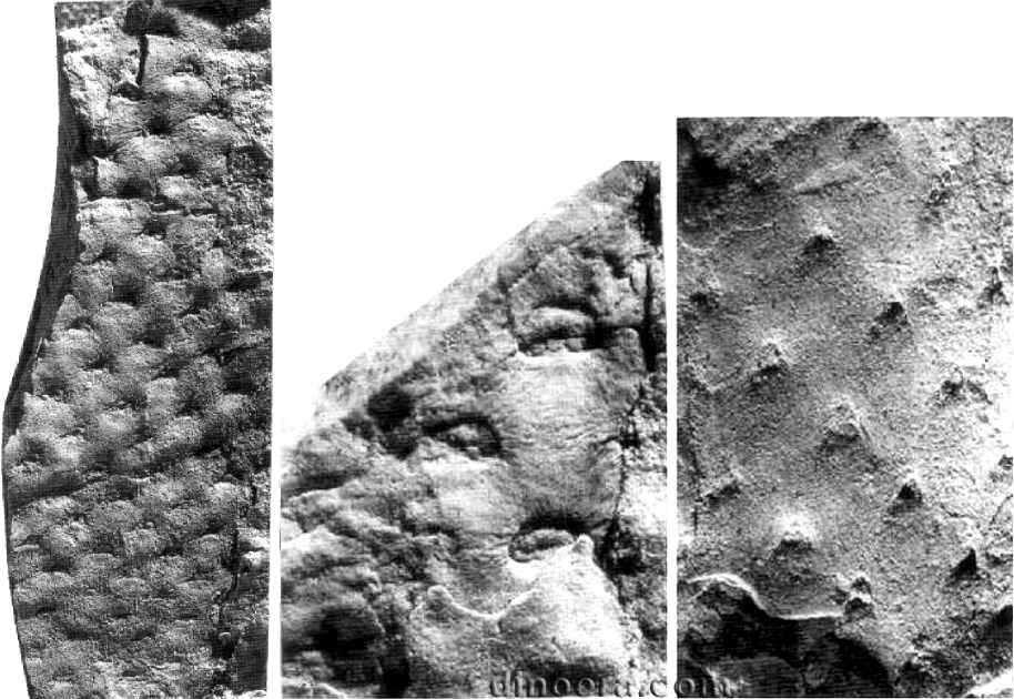 Ursodendron aegyptiacum 01 cc
