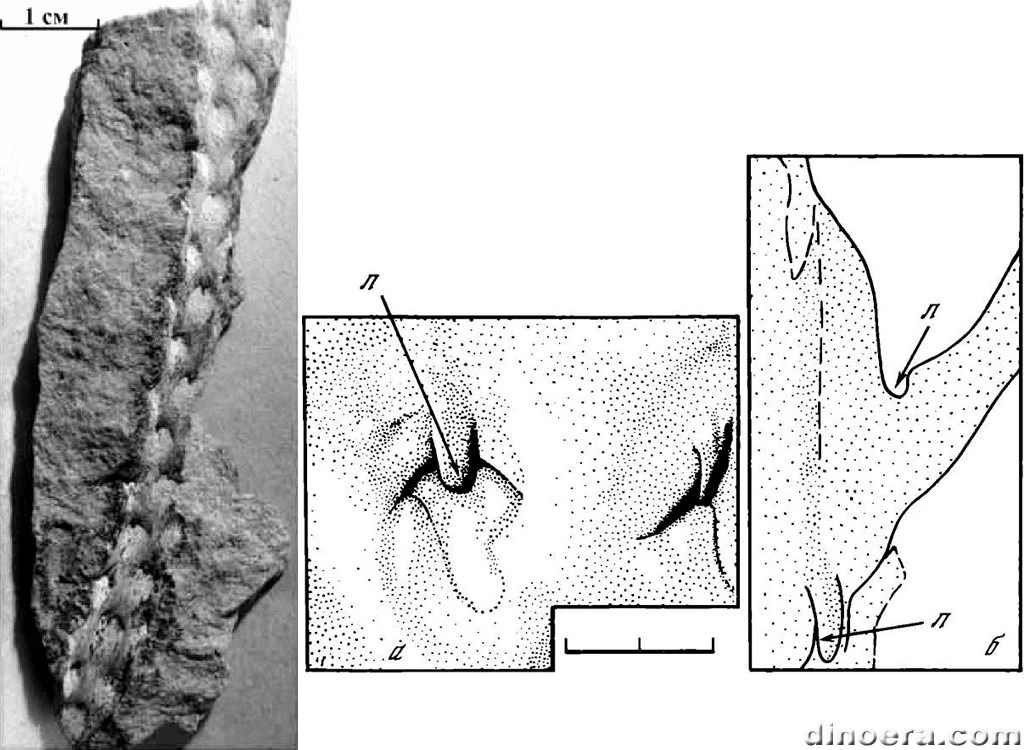 Ursodendron chacassicum 01-03 cc