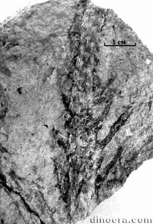 Ursodendron chacassicum 02 head cc