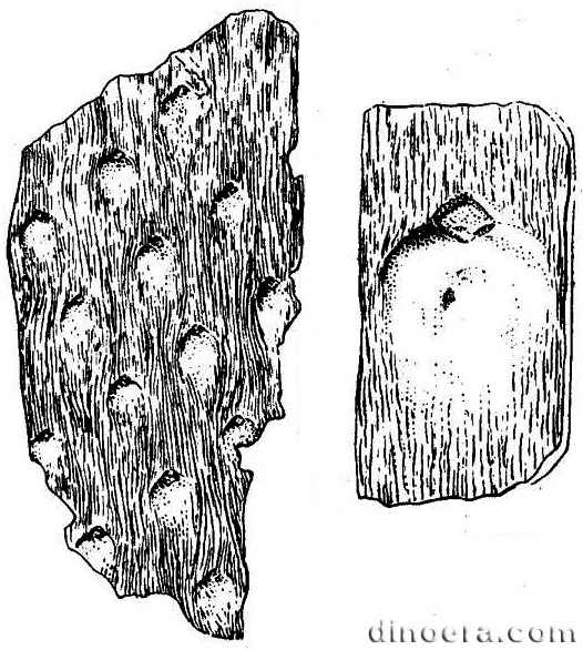 Ursodendron wijkianum 01 cc