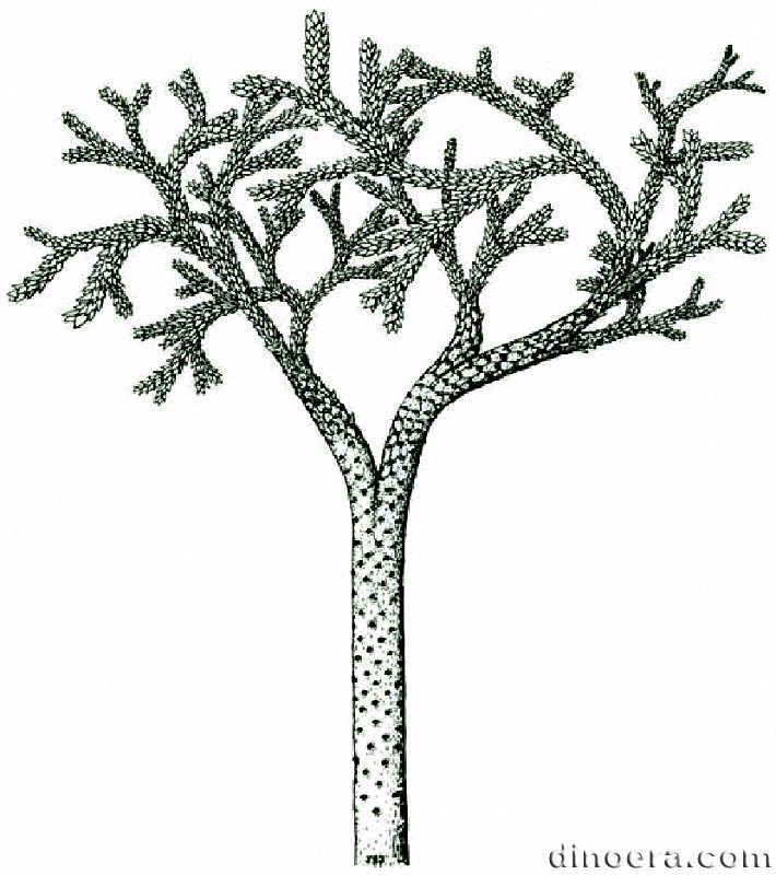 Valmeyerodendron triangularifolium 01 Mississippian cc