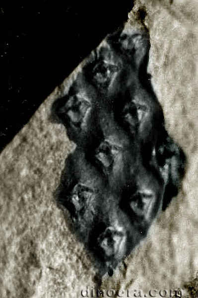 Viatcheslavia vorcutensis 15 cc