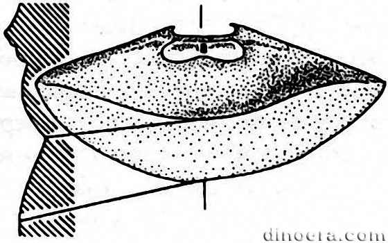 Viatcheslavia vorcutensis 18 cc