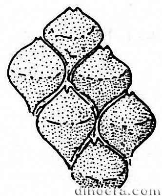Viatcheslavia vorcutensis 59 cc
