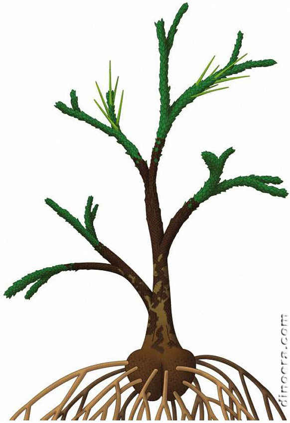 Winslowia tuscumbiana Winslowia tuscumbiana 01 cc