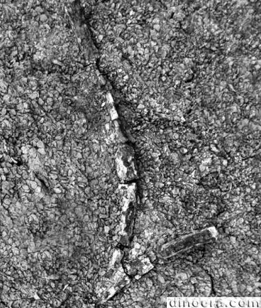 Winslowia tuscumbiana 03 cc