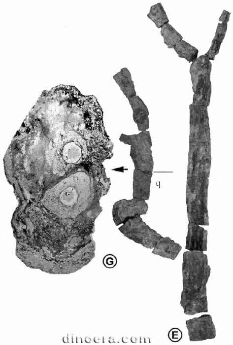 Winslowia tuscumbiana 09 cc