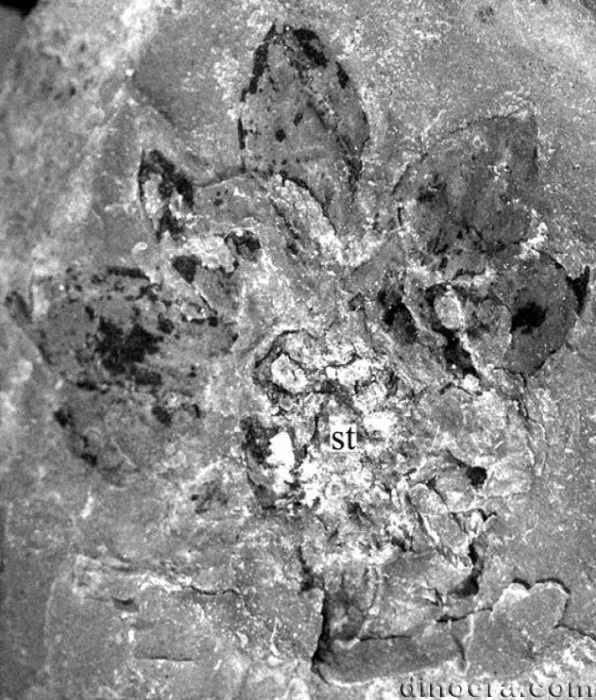 Winslowia tuscumbiana 13 cc