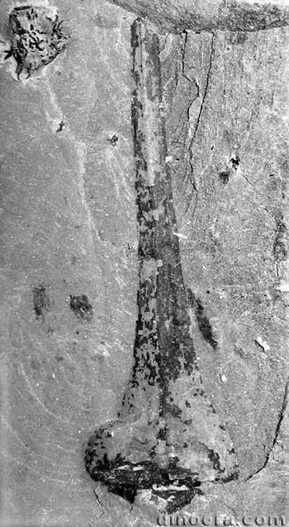 Winslowia tuscumbiana 15 cc