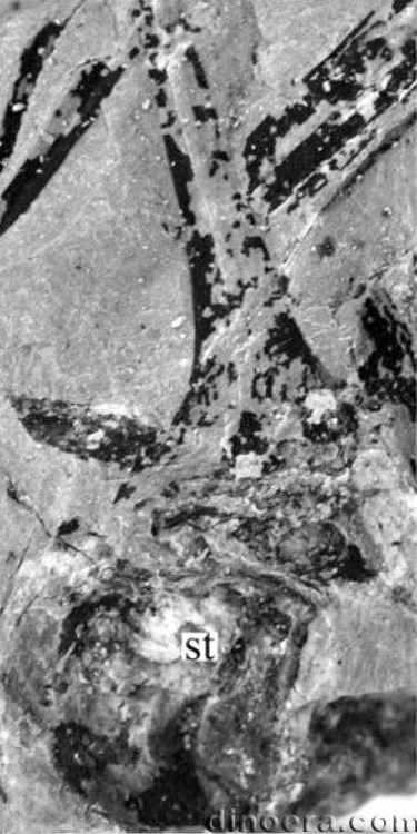 Winslowia tuscumbiana 16 cc