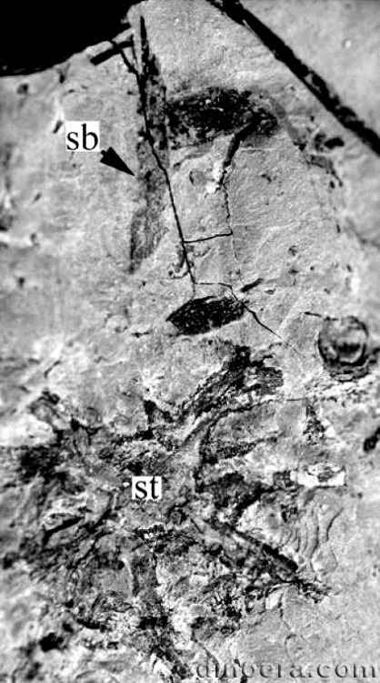 Winslowia tuscumbiana 17 cc