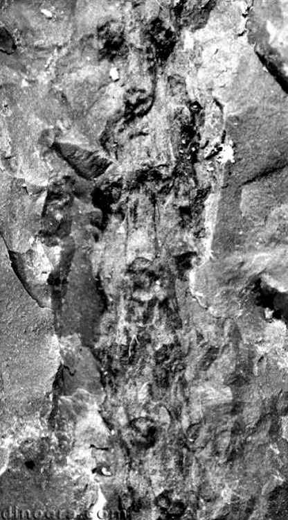 Winslowia tuscumbiana 18 cc