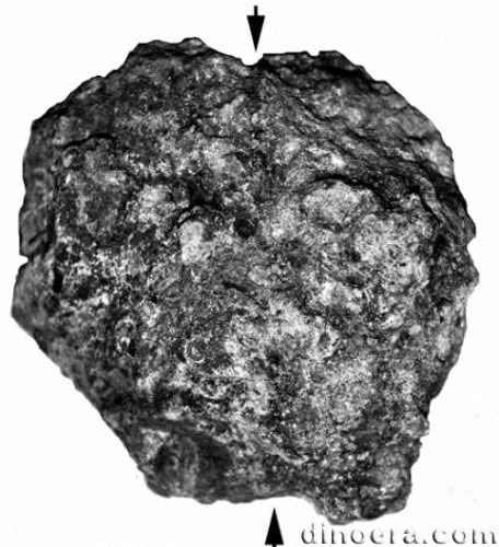 Winslowia tuscumbiana 20 cc