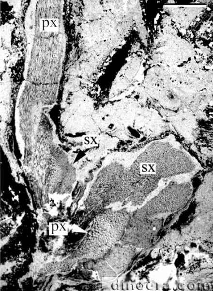 Winslowia tuscumbiana 21 cc