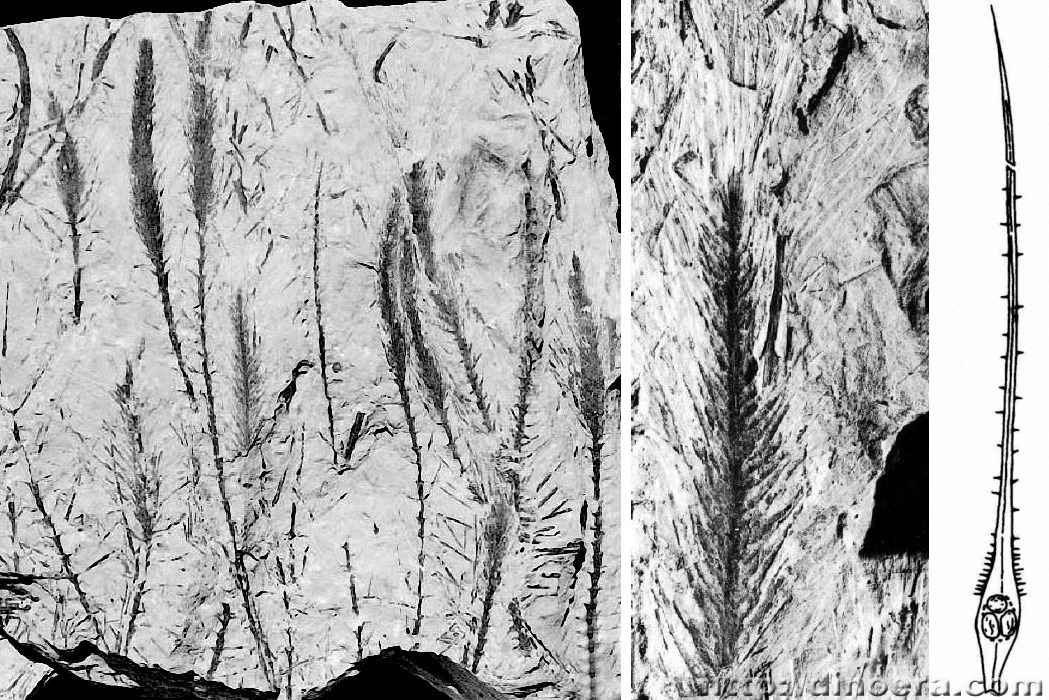 Wuxia bistrobilata 01-08-09 cc