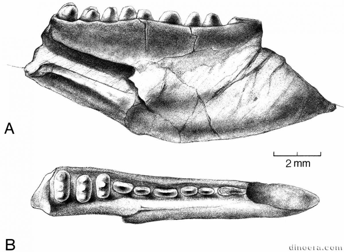 Xenodiphyodon petraios